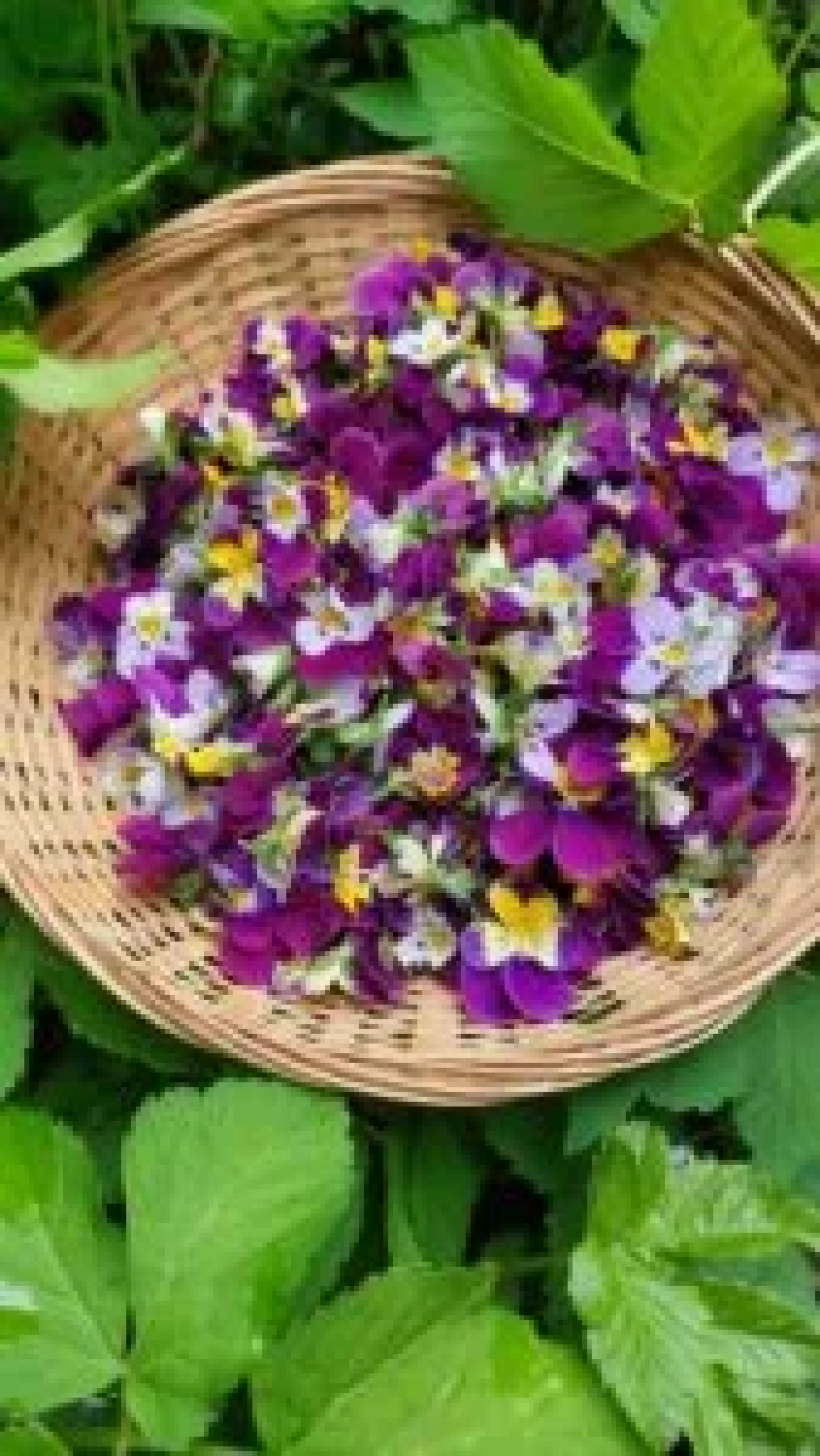 Workshop Iimmuunsysteem en Geneeskrachtige kruiden, natuurvoeding en leefstijl